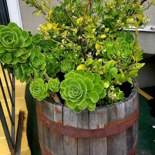 Lots of happy plants outside