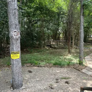 a fire hydrant in a wooded area