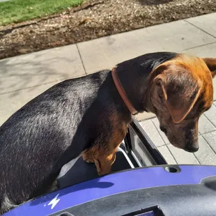 Basket weight limit is twenty pounds and he weighs ten so we're good to go!