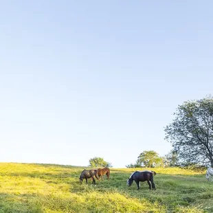 High Point meadow