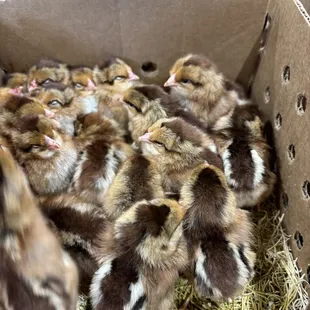 Wellsummers Pullets