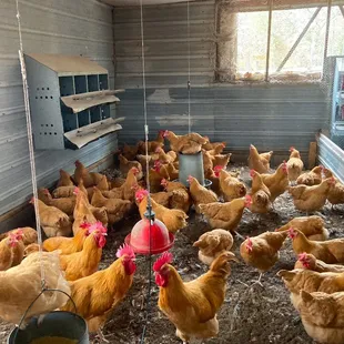 Buff Orpington Breeding Flock