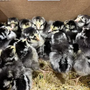 Silver Laced Wyandotte Pullets