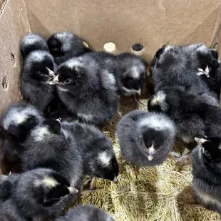 Barred Rock Pullet Chicks