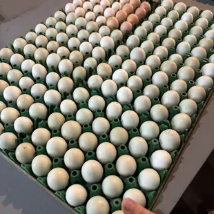 One incubator tray holds 180 eggs.