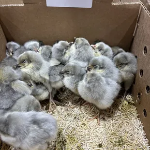 Lavender Orpington St Run Chicks