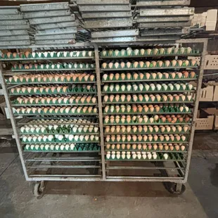 A holding rack of egg trays ready to go into the incubator.