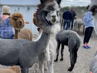 YaYa's Alpaca Farm