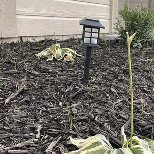 a few plants in a mulch bed