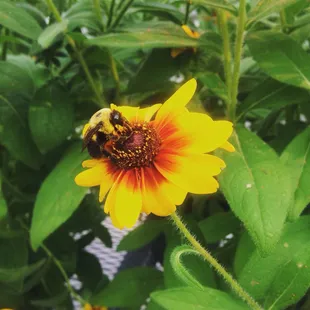 Happiest bee in the world:)