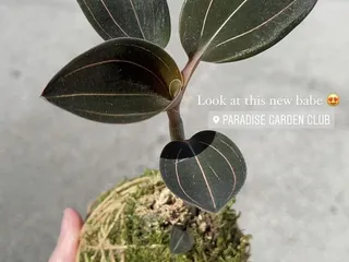 Paradise Garden Club