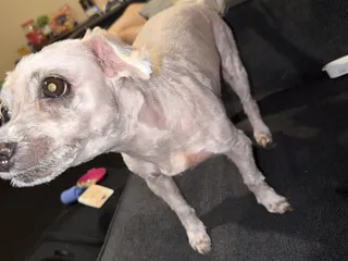 Wag