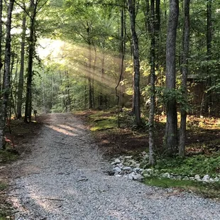 More beautiful natural lighting filtering through the tree canopy.