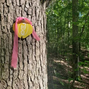 Marked walking trail through the woods.