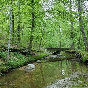 Walk in the creek, and see minnows near the wooden bridge