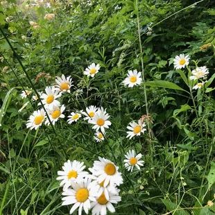 Our fields are left wild in places to encourage wildflowers and wildlife to thrive.