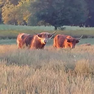 Scottish Highland Cattle