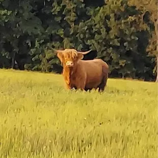 Our Scottish Highland Cattle