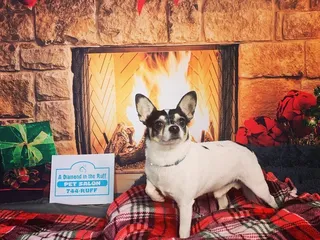 A Diamond In the Ruff