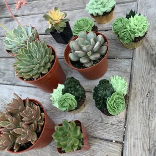 Succulent cupcakes