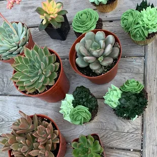 Succulent cupcakes