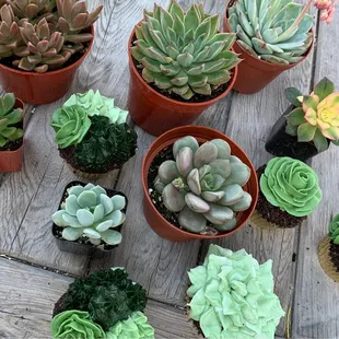 Succulent cupcakes