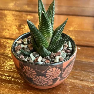 Don't let the great beer distract you from the adorable succulents in hand-crafted pots.