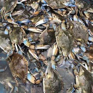 Live blue crabs