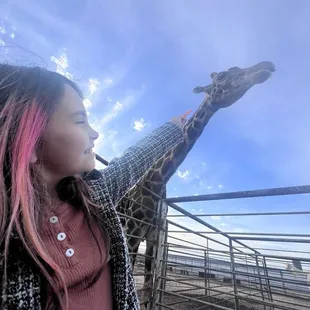 Feeding the giraffe.