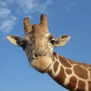 Benjamin the Giraffe.