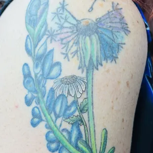 Detailed daisy flower