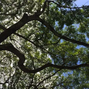 Plenty shade!
