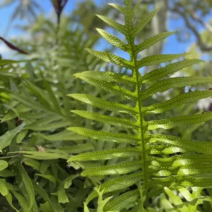 Gorgeous greenery, plants and flowers in the Hawaiian Garden!