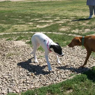 Making a friend at Hefflinger Dog Park