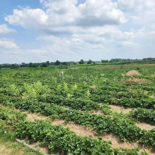 Strawberry field