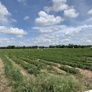 Strawberry Picking