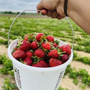 Strawberry picking