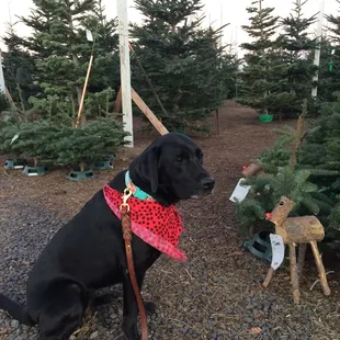 grumpy dog, happy humans!