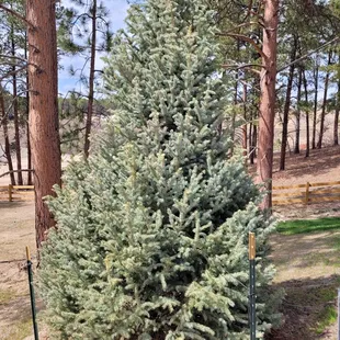 Planted 10 months ago