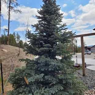 Planted 10 months ago