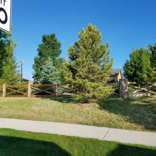 The trees inside the fence line were planted 5 &amp; 10 years ago and look way better than the ones planted by the subdivision 15 years ago