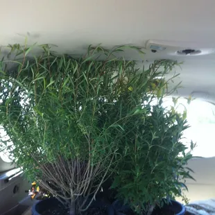 Great place for plants!