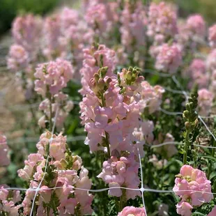 a field of pink flowers
