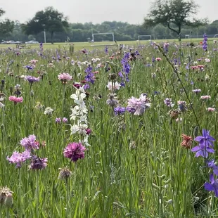 wildflowers in the spring