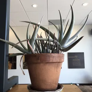 Agave plant!