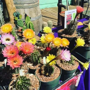Need a great gift or piece of the desert? Arid Adaptations brings a great selection of home grown cacti and succulents every Friday.