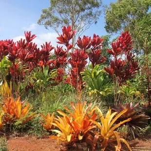 Front Garden of Plantation
