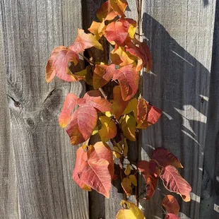 Leaves  on fence