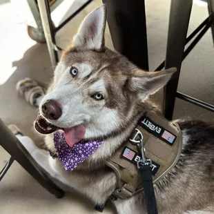 Pup loves Hells Kitchen as much as we do!!