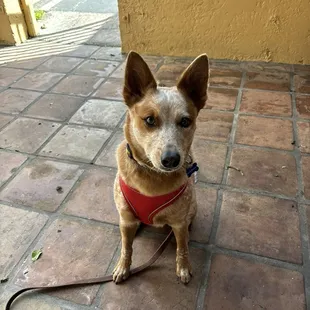 Very cute stone tiled patio with outdoor table and chairs. Verified dog-friendly!